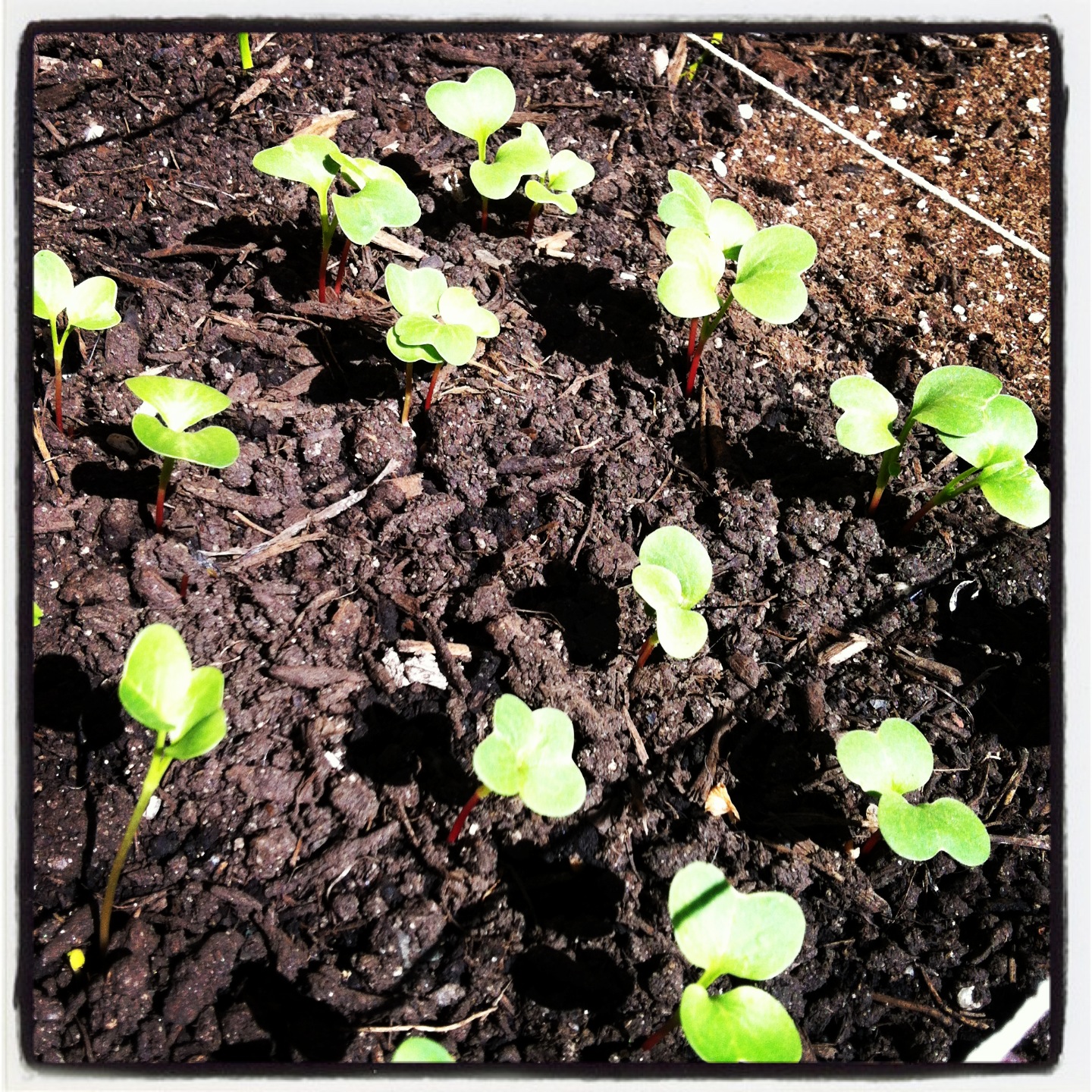 2013-04-30-radishsprouts.JPG