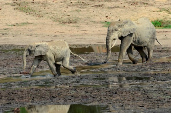 2013-05-10-CristianSamper_5747_AfricanForestElephantsDzangaBaiDzangaSangha_CAF_012313alt.jpg