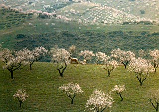 2013-05-11-Almendros.JPG