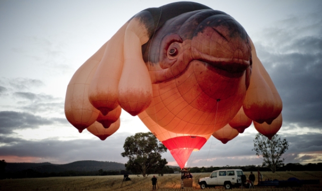 Microcomputer Openlijk theater Patricia Piccinini's Polarizing Hot-Air Balloon Sculpture, 'Skywhale,'  Revealed In Australia | HuffPost Entertainment