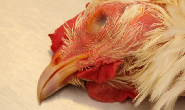 2013-05-16-chicken_0.jpg