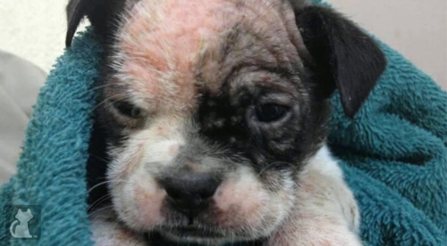 can newborn puppies get mange