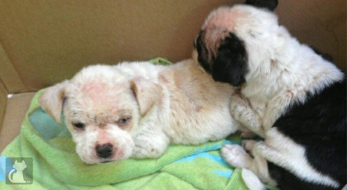 Puppies With Deadly Case Of Mange Saved By Good Samaritan ...