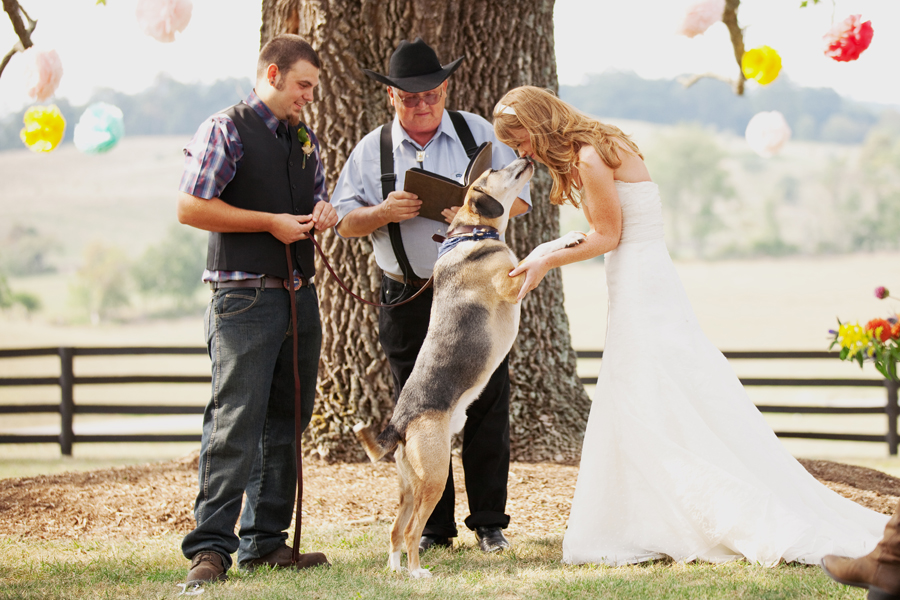 Funniest Wedding Dog Moments | HuffPost