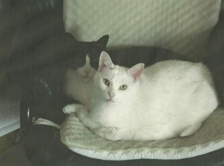 2013-05-21-cats1.jpg