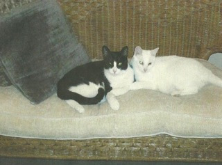 2013-05-21-cats2.jpg