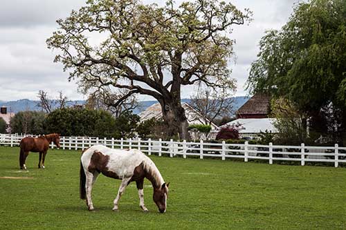 2013-05-22-Yountville_6385.jpg