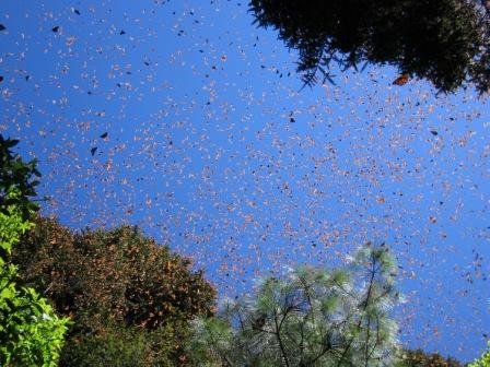 2013-05-23-Monarchs.JPG