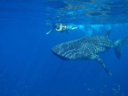 2013-05-23-WhaleShark.JPG