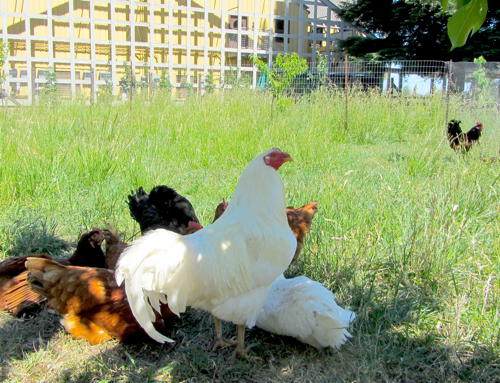 2013-05-23-chickens.JPG