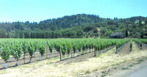 2013-05-23-vines.JPG