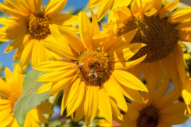 2013-05-29-SunflowersandBees.jpg