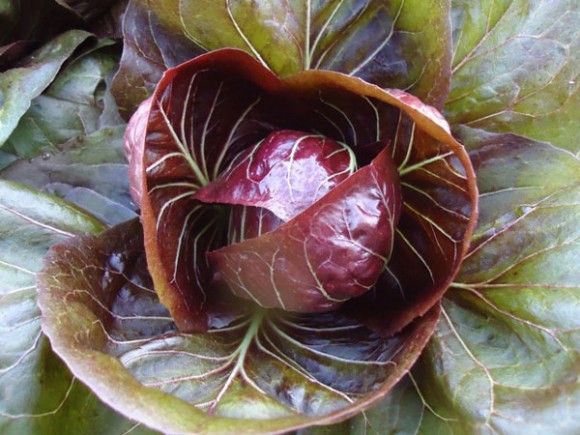 2013-05-30-Radicchio.CreditMadison.jpg