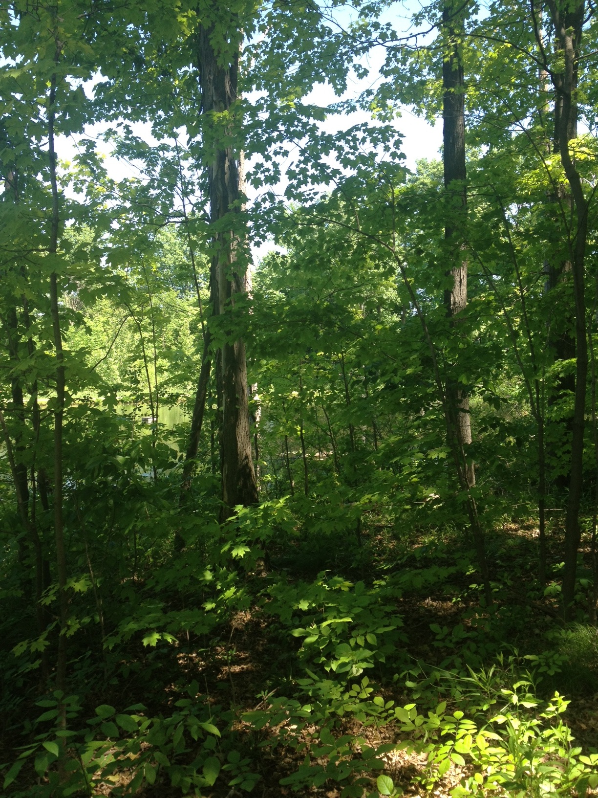 2013-06-01-Trees3.JPG