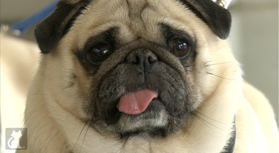 2013-06-01-obesepugs5.jpg