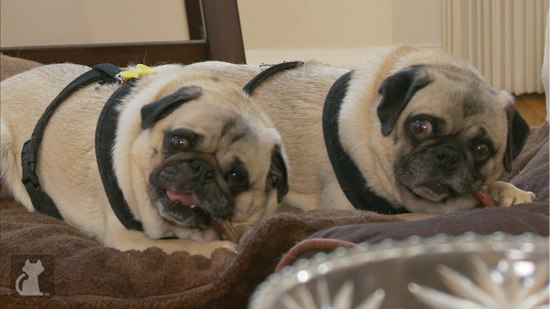 2013-06-01-obesepugs6.jpg