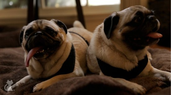 2013-06-01-obesepugs9.jpg