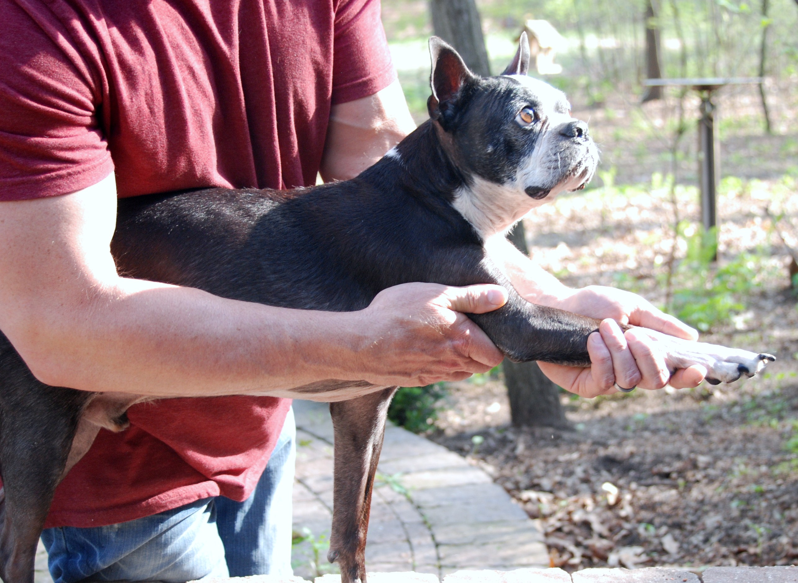 4 Simple Stretches to Keep Your Dog Moving | HuffPost