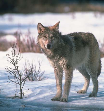 USFWS Abandons Gray Wolves | HuffPost