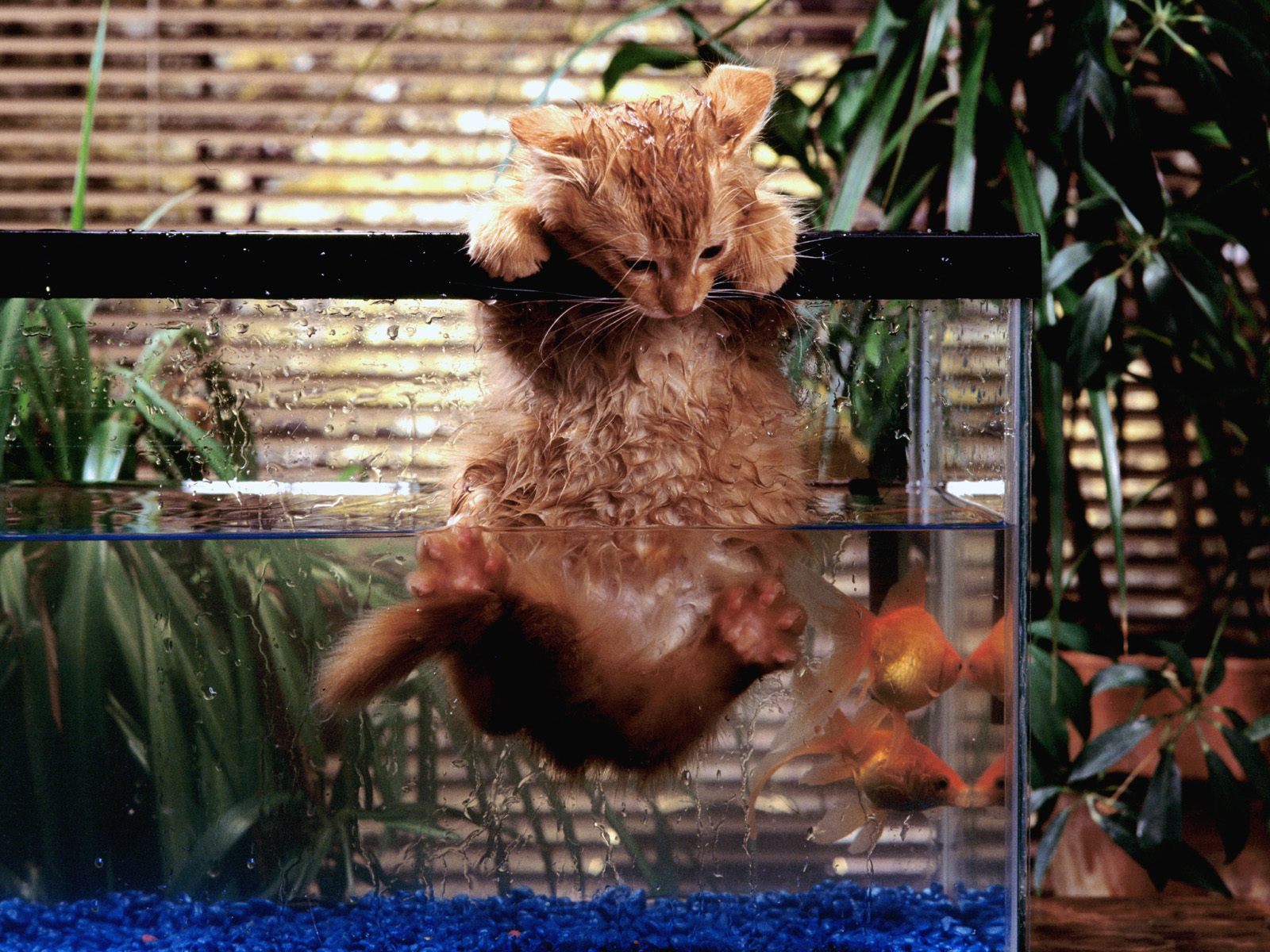 2013-06-11-WetCat.jpg