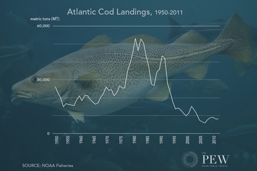 A chart of cod landings 1950-2011 by The Pew Chartitable Trusts