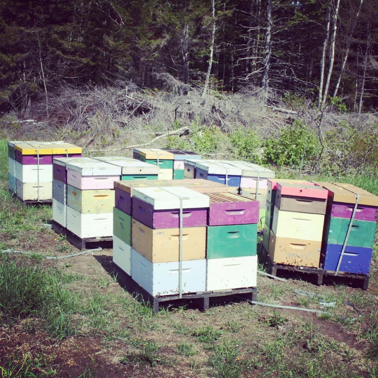 2013-06-12-hives.jpg