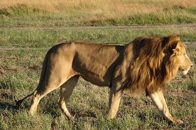 2013-06-14-African_lion.jpg