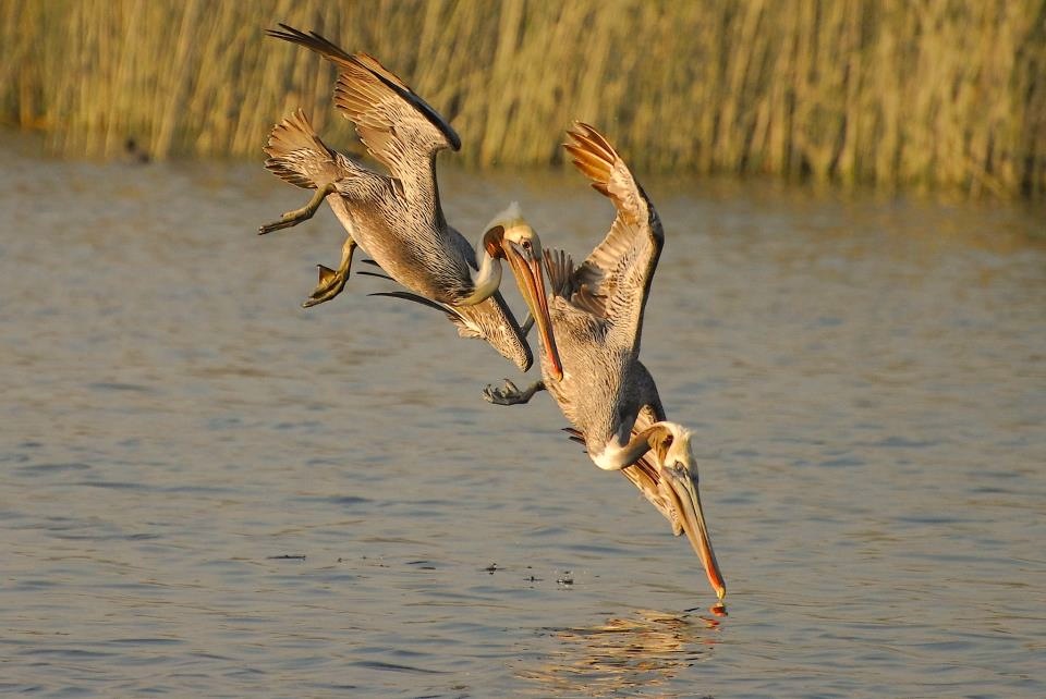 2013-06-14-Diving20Pelicans.jpg