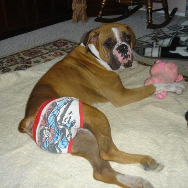 dog with panties