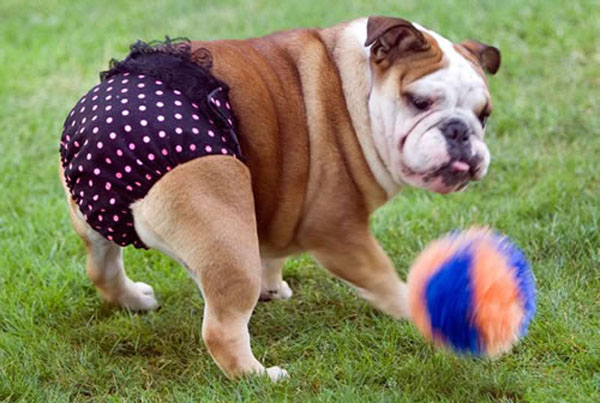 Dogs Wearing Underwear Need We Say More HuffPost Entertainment