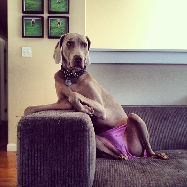 Dogs Wearing Underwear Need We Say More HuffPost Entertainment