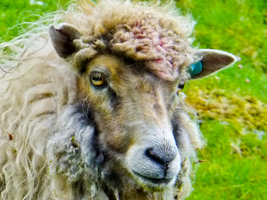 2013-06-19-Sheep.jpg