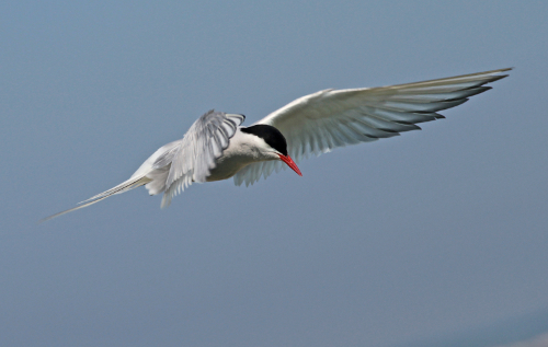 2013-06-21-Tern1.jpg