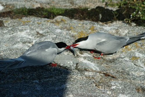 2013-06-21-Tern2.jpg