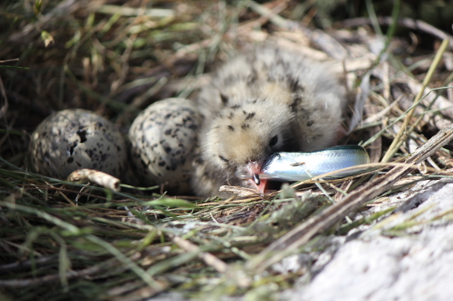 2013-06-21-Tern3.jpg