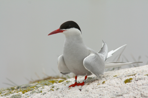 2013-06-21-Tern4.jpg