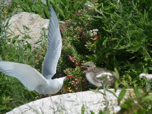 2013-06-21-Tern5.jpg