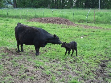 Hohen Bend Farm on HomeAway