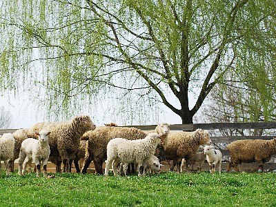 2013-06-23-sevenoakssheep.jpg