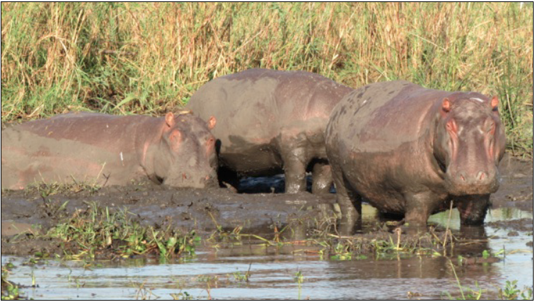 2013-06-25-Hippos.png