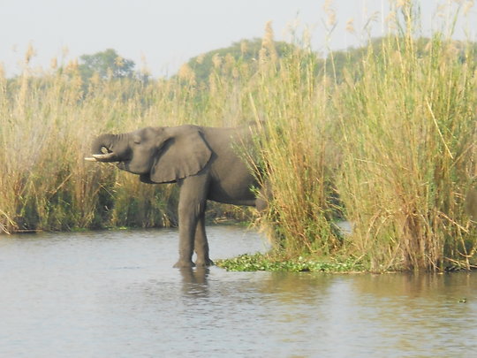 2013-06-25-LiwondeElephant.jpg