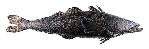 2013-07-01-patagoniantoothfish.jpg