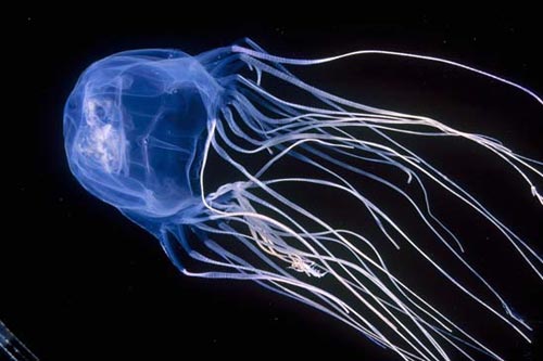 Box Jellyfish -- Deadly Venom | HuffPost