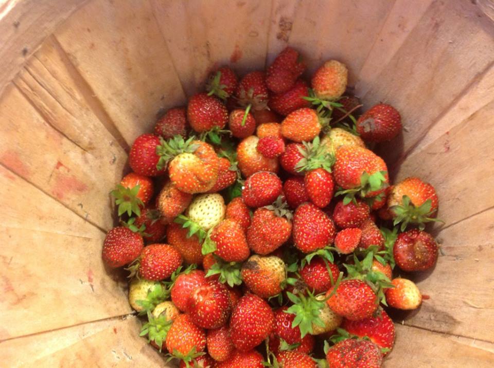 2013-07-05-strawberries.jpg