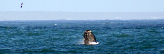2013-07-06-ballenahuff.jpg