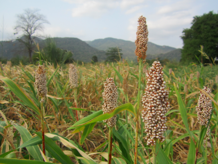 2013-07-12-Endausorghum.jpg