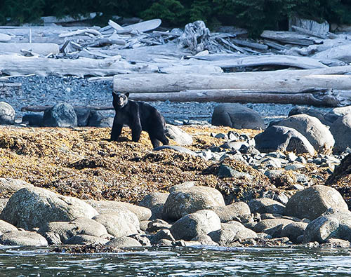 2013-07-12-Ucluelet_8779.jpg