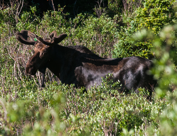 2013-07-17-BrainardMoose1.jpg