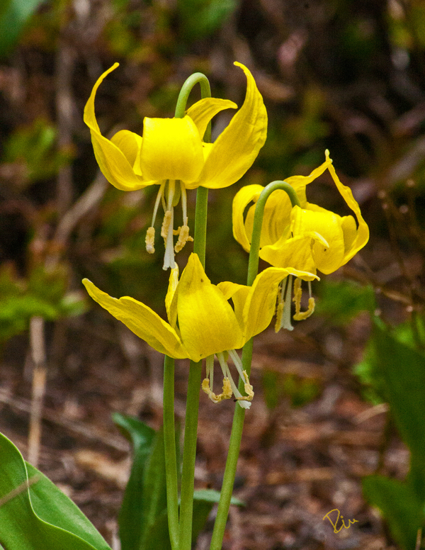 2013-07-17-YellowGlacierLilies1.jpg