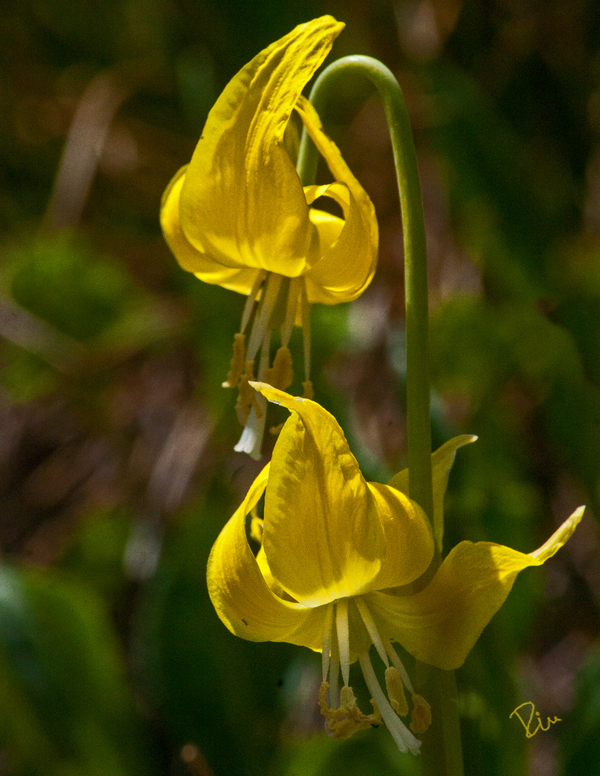 2013-07-17-YellowGlacierLilies3.jpg